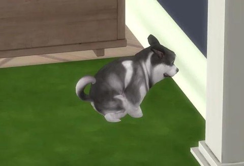 模拟人生4如何遛狗[图1]