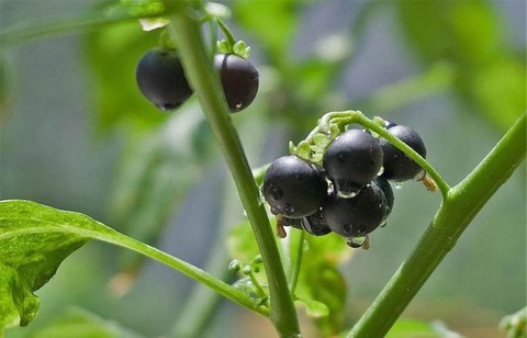 仙剑奇侠传找什么药材[图2]