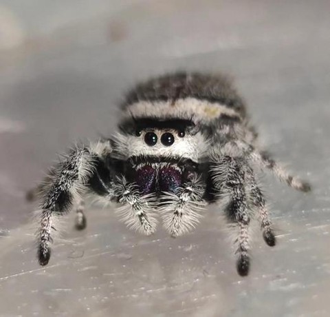 皇室战争什么是跳猪[图1]