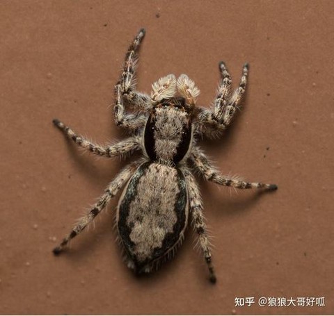 皇室战争什么是跳猪[图2]