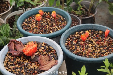 迷你世界血龙花怎么种[图2]